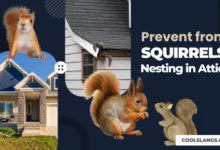 Prevent Squirrels from Nesting in Attic