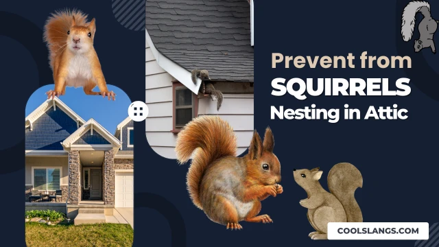 Prevent Squirrels from Nesting in Attic