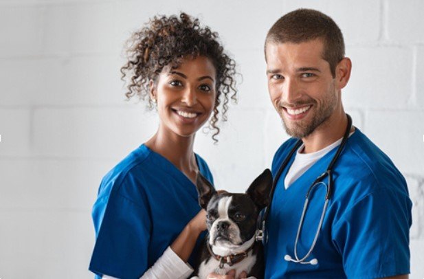 6 Reasons Why Every Pet Owner Should Take a Pet First Aid Class