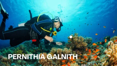 Pernithia Galnith