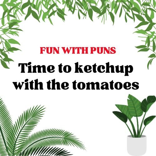 Time to ketchup with the tomatos